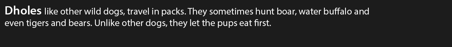 Dhole.jpg