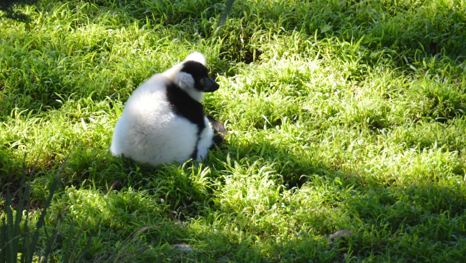 Black&White-Ruffed-Lemur.jpg