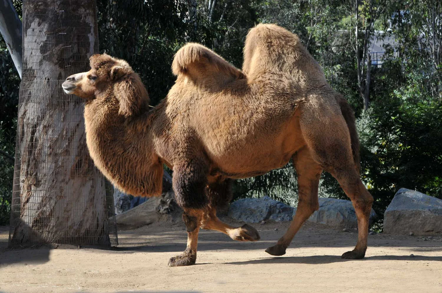 Bactrian-camel1.jpg