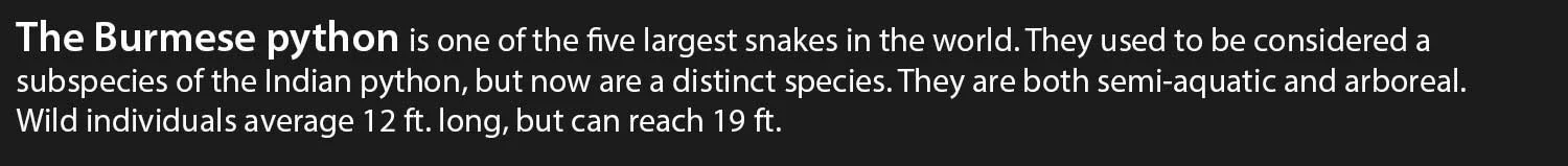 Burmese-python.jpg