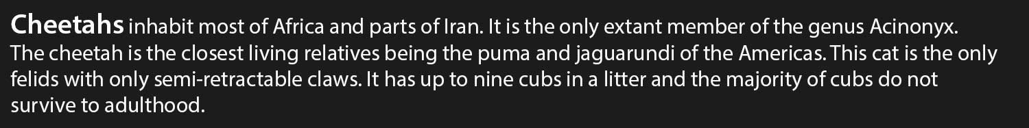 Cheetah.jpg