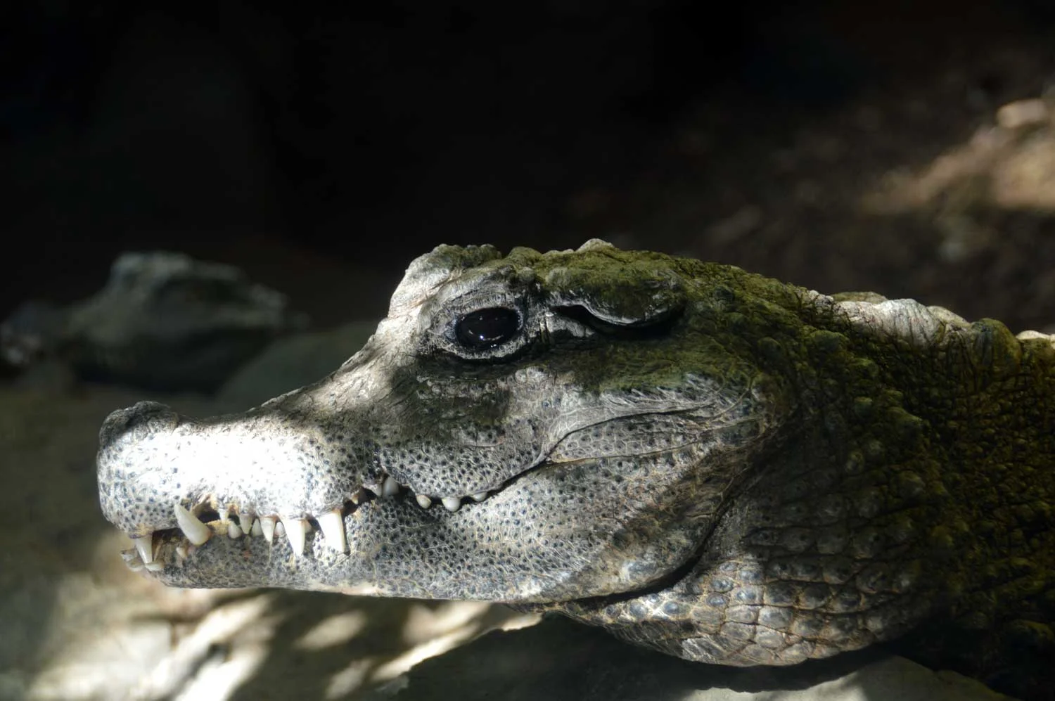 West-African-Dwarf-Caiman.jpg