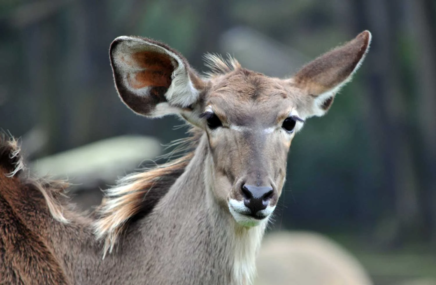 Lesser-Kudu1.jpg