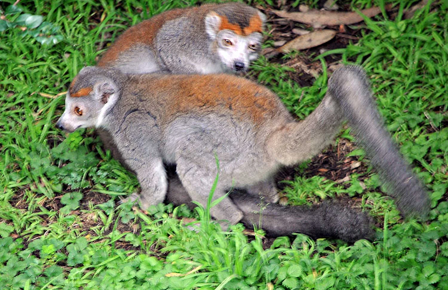 Crowned-Lemurs.jpg