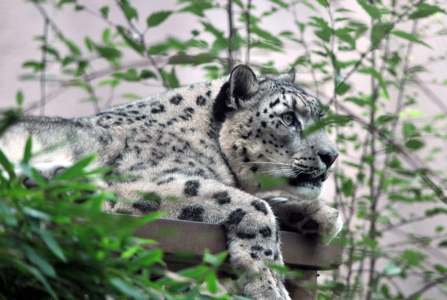 Snow-Leopard.jpg