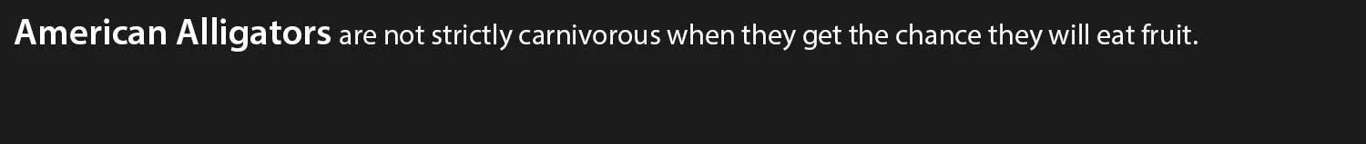 American-Aligators.jpg