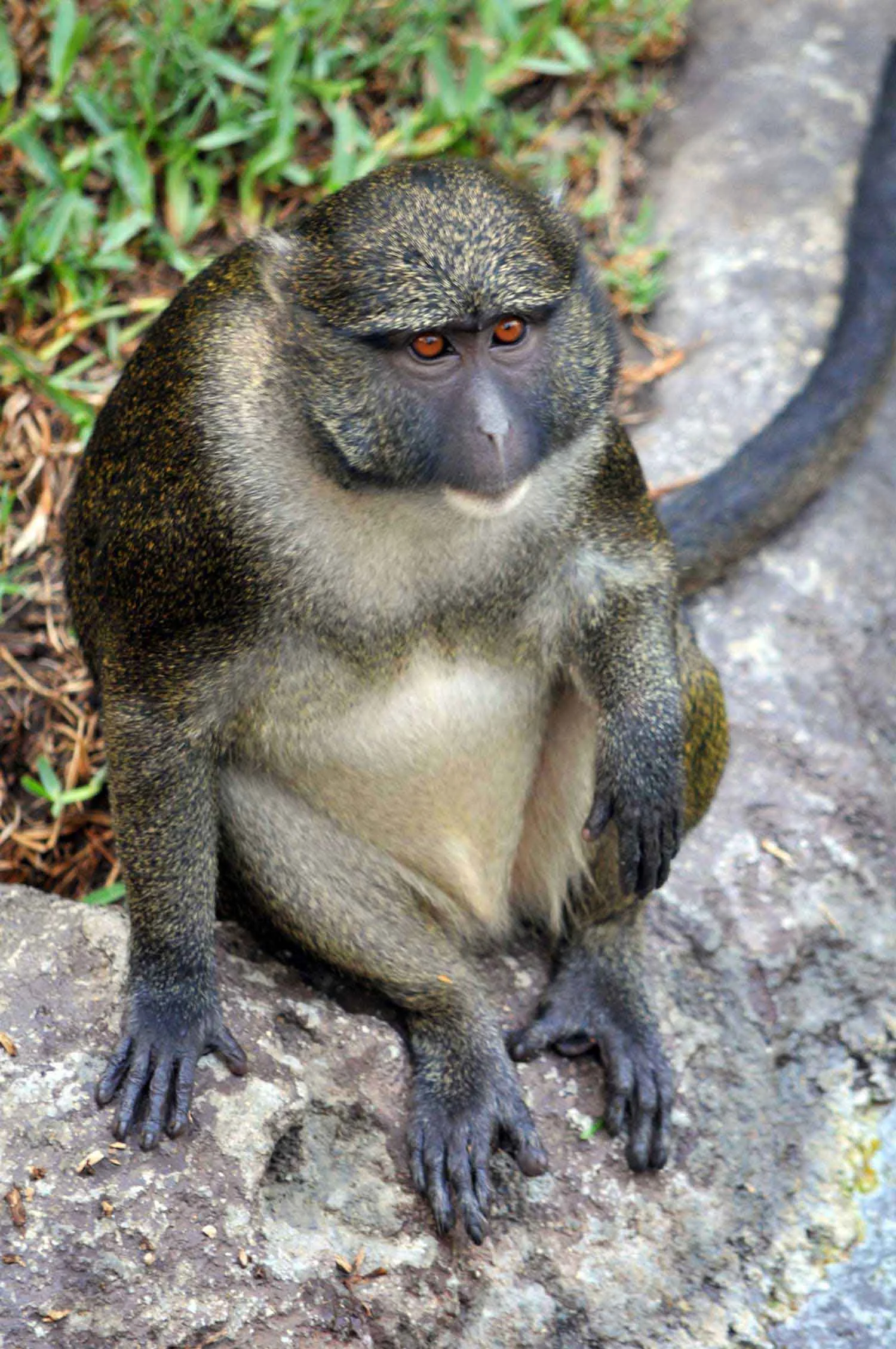 Allen's-Swamp-Monkey-lr.jpg