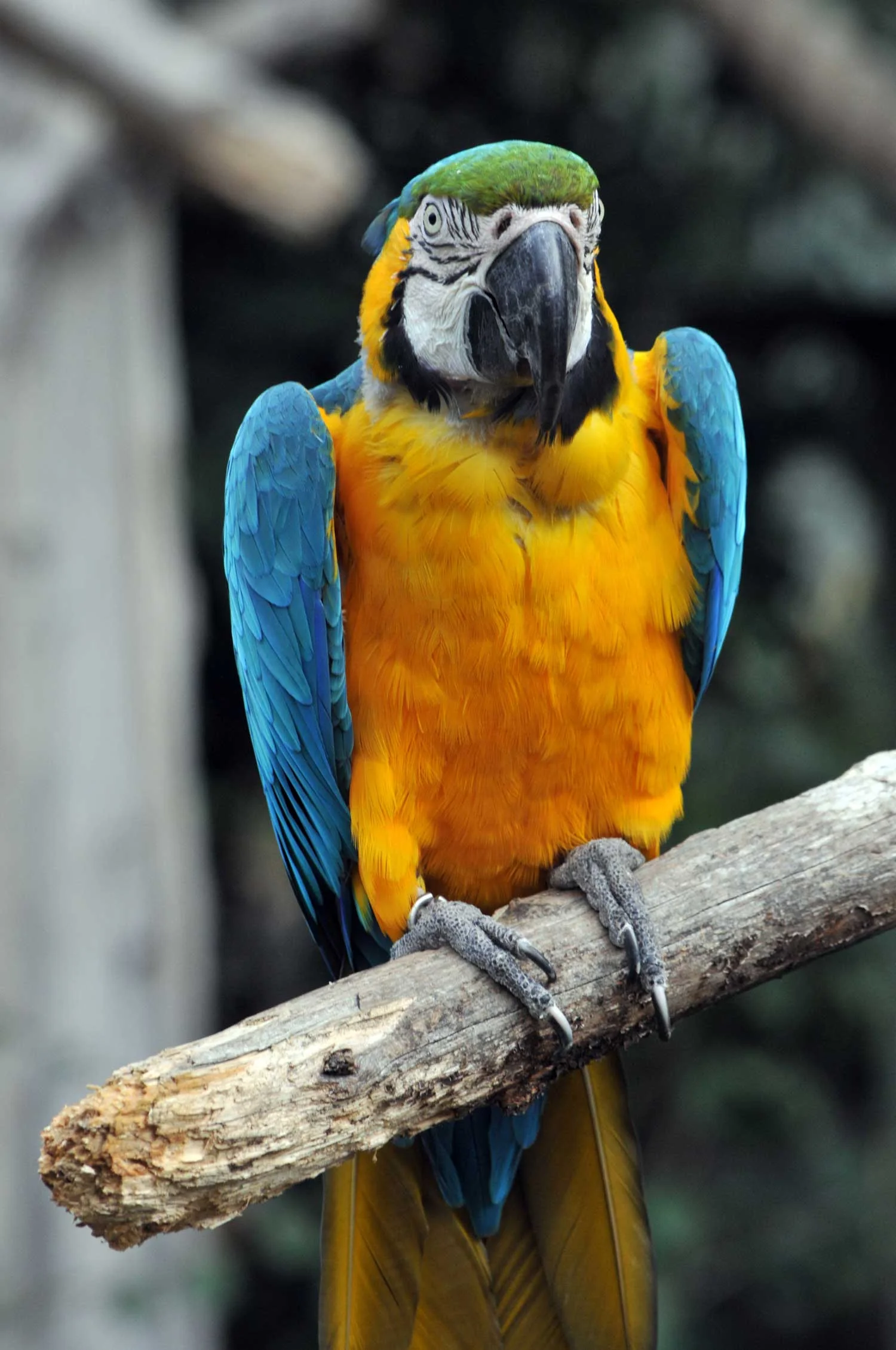Blue-&-Gold-Macaw1.jpg
