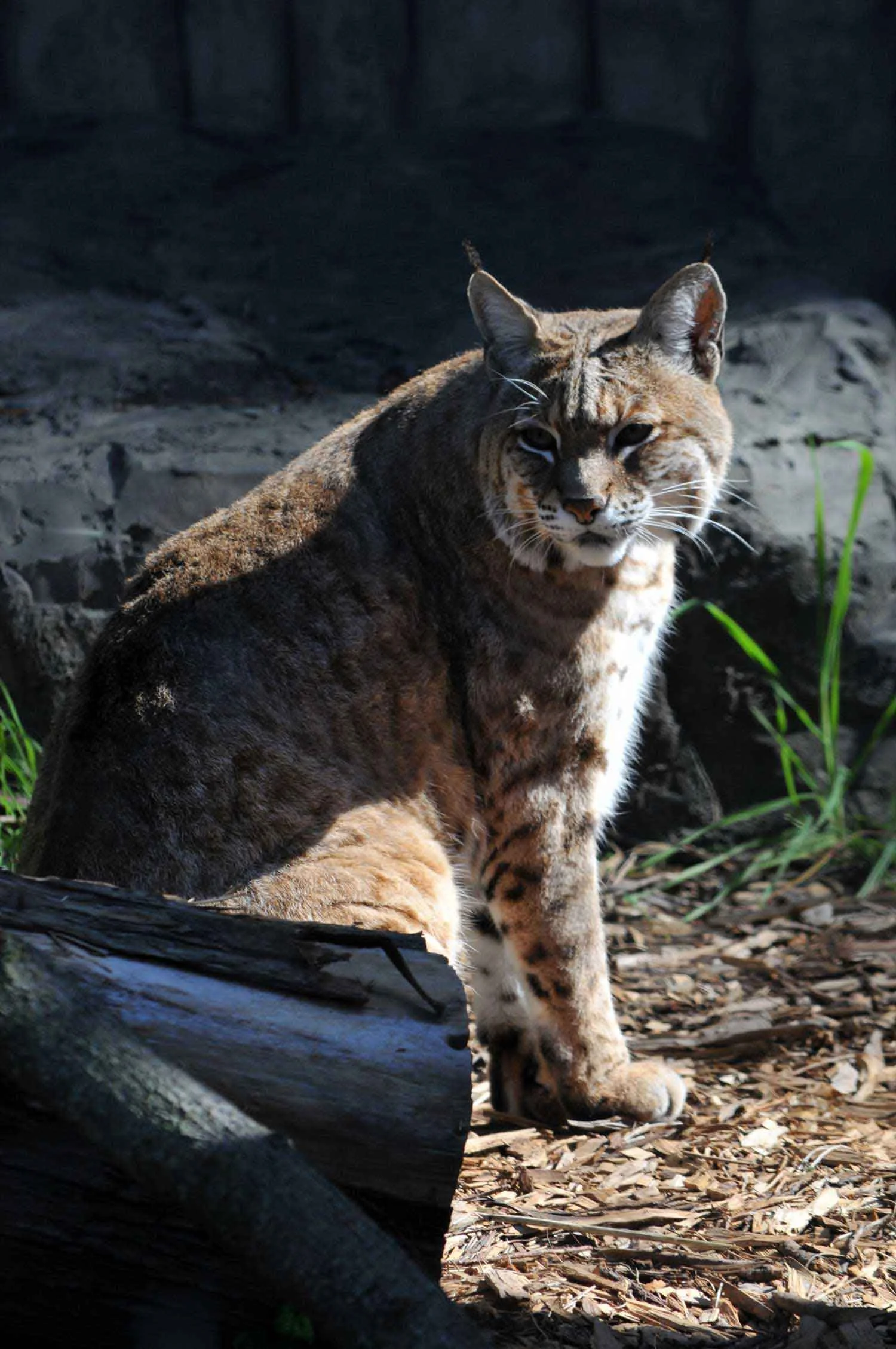 Bobcat.jpg