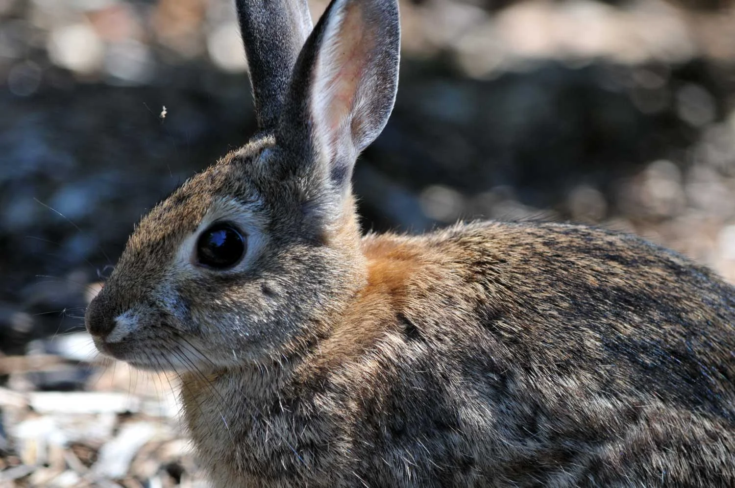 Brush-Rabbit1.jpg