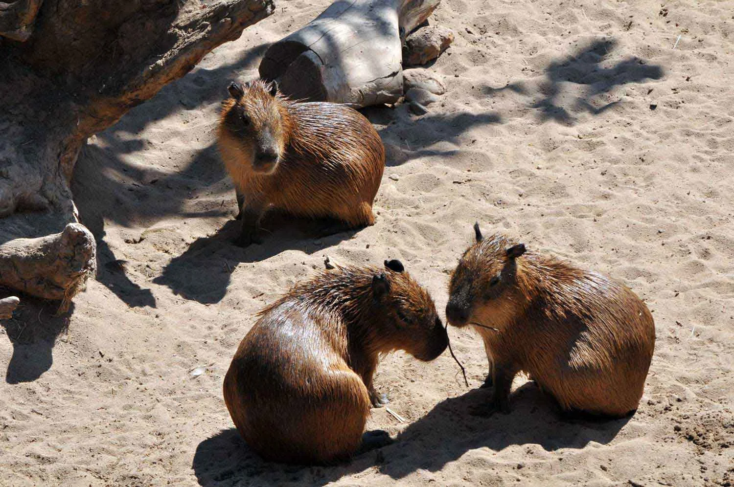 CapybaraPups.jpg