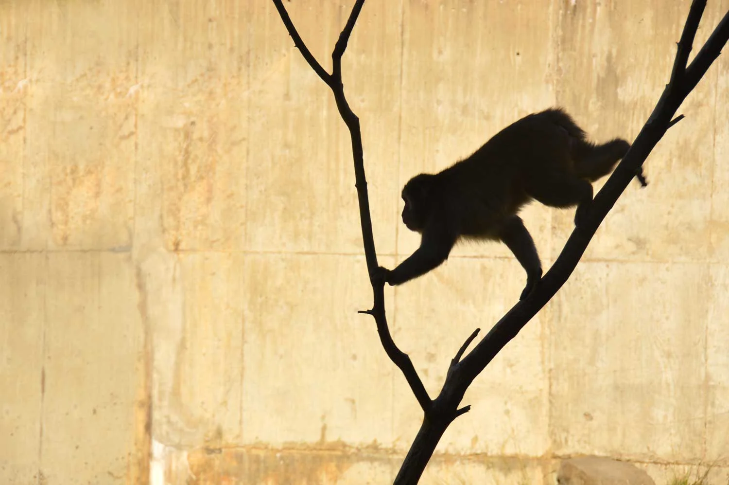 Japanese-macaque.jpg