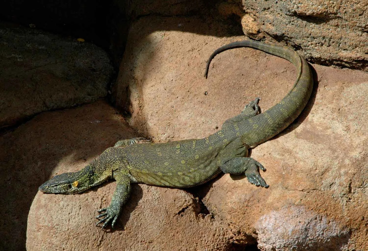 Nile-Monitor1.jpg