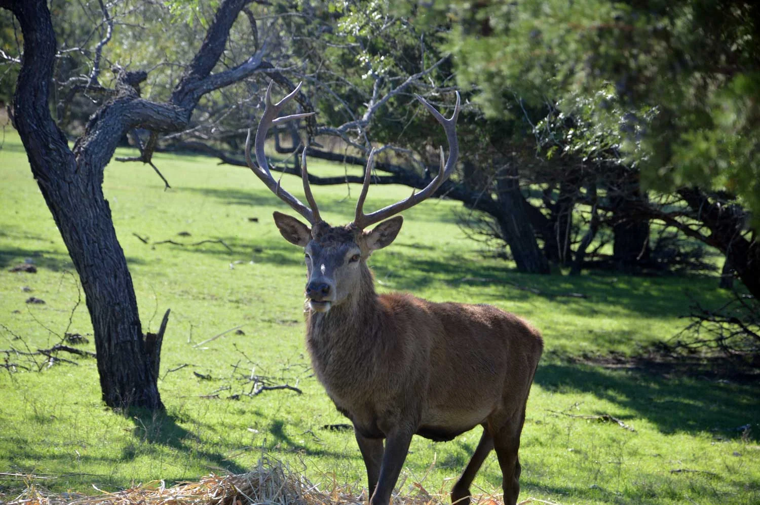 Red-deer5.jpg