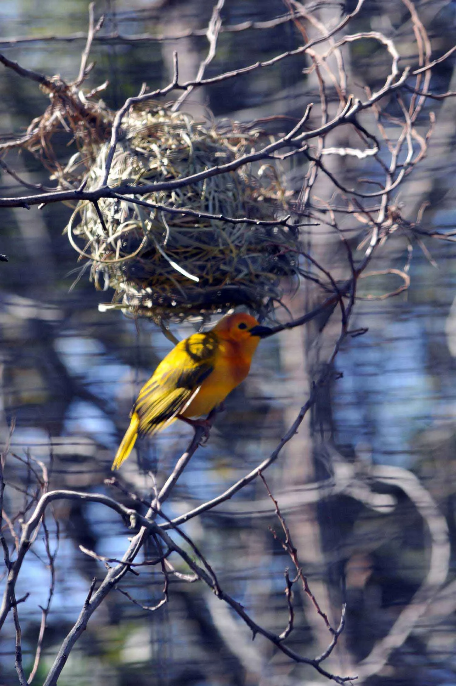 Taveta-golden-weaver.jpg