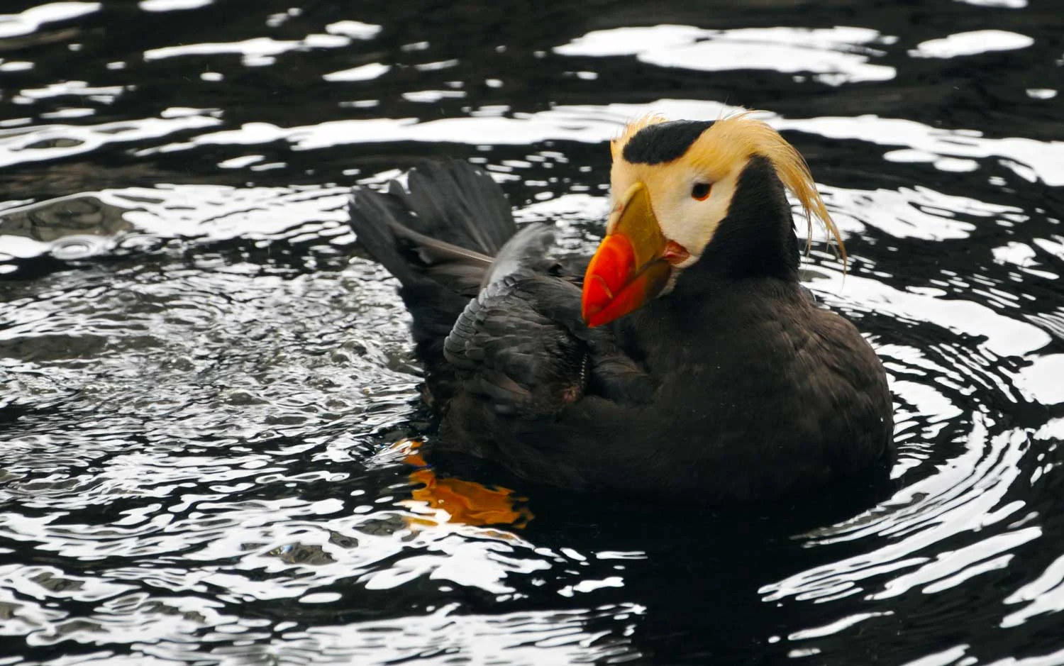 Tufted-Puffin.jpg