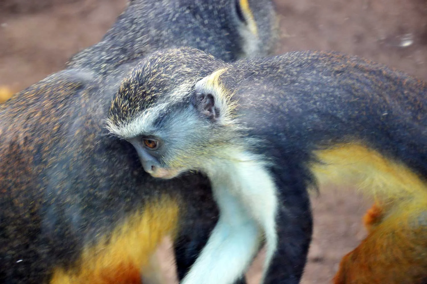 Wolf's-guenon.jpg