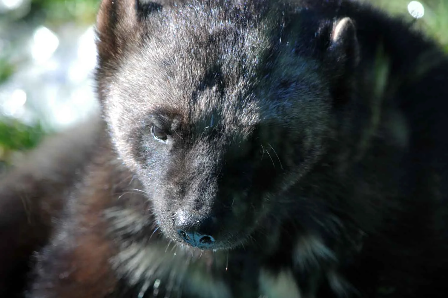 Wolverine copy.jpg