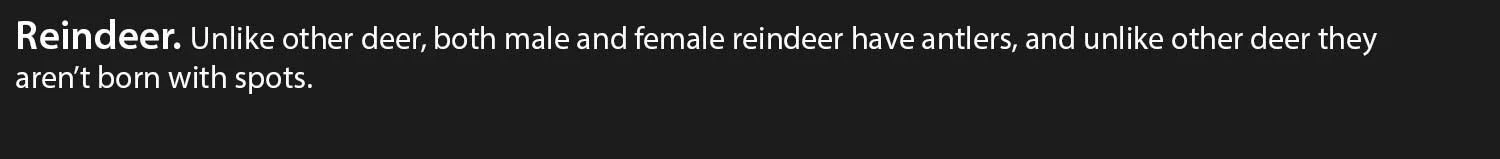 Reindeer.jpg