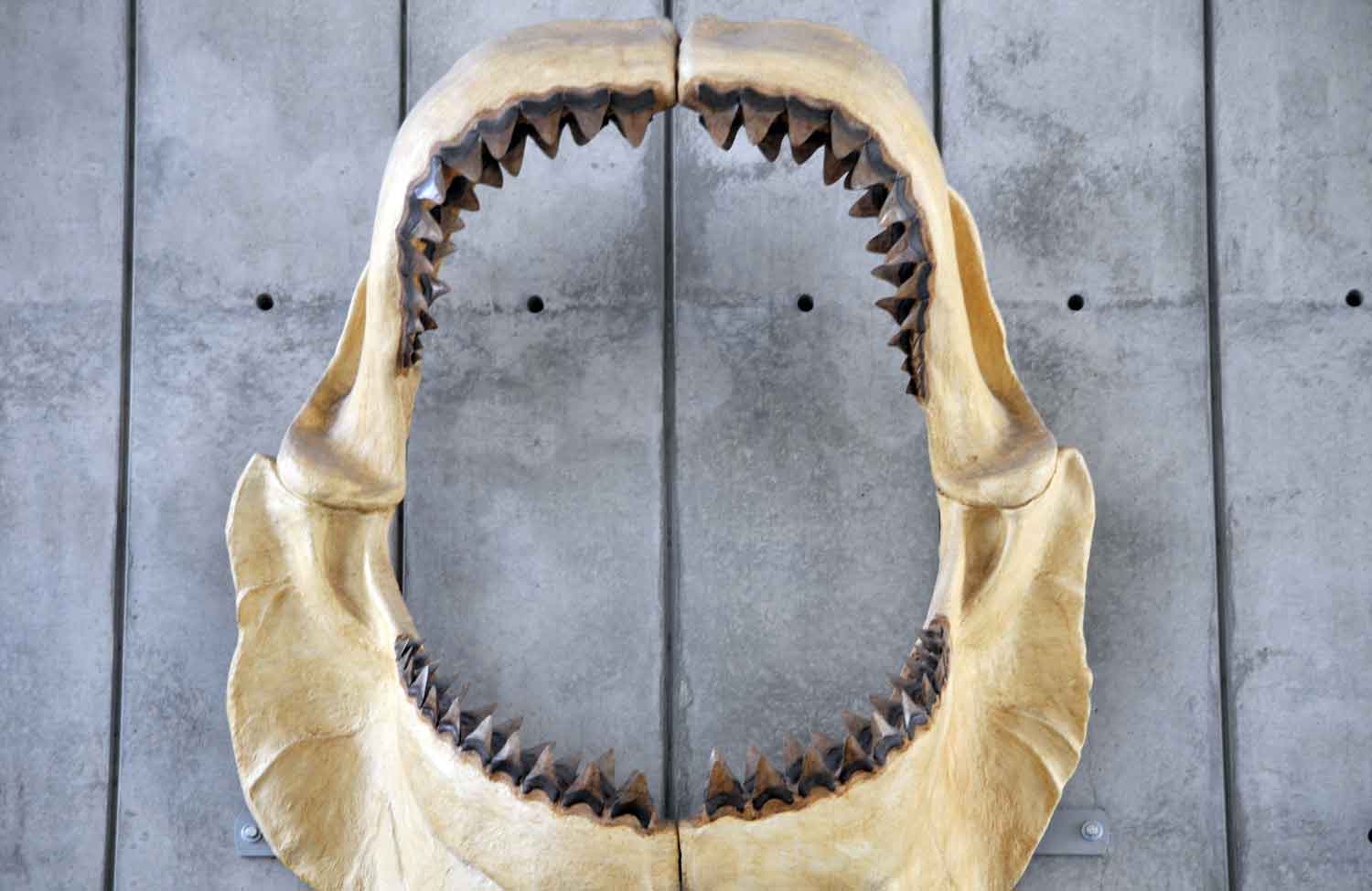 Megalodon.jpg