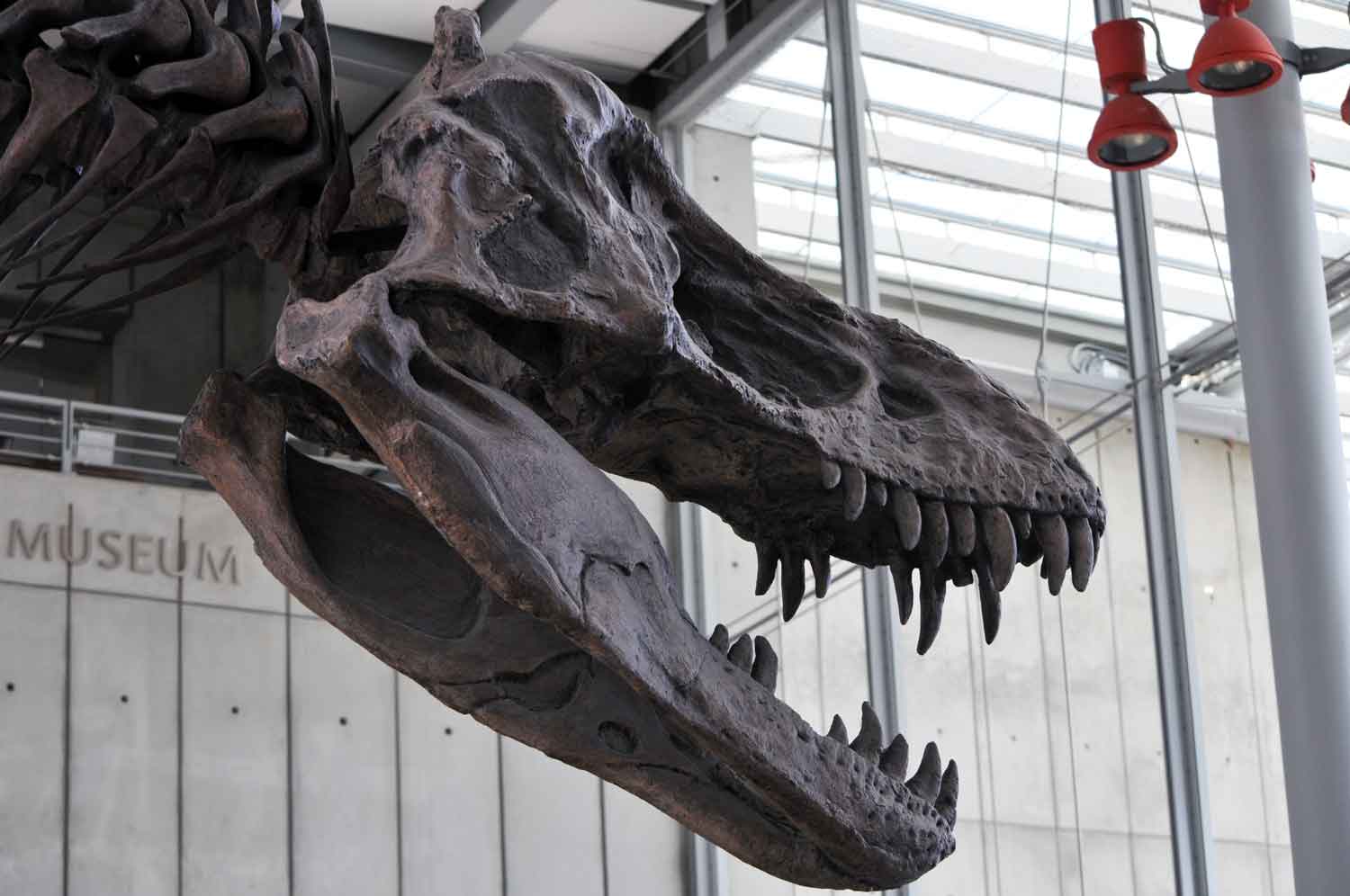 Tyrannosaurus-Rex.jpg