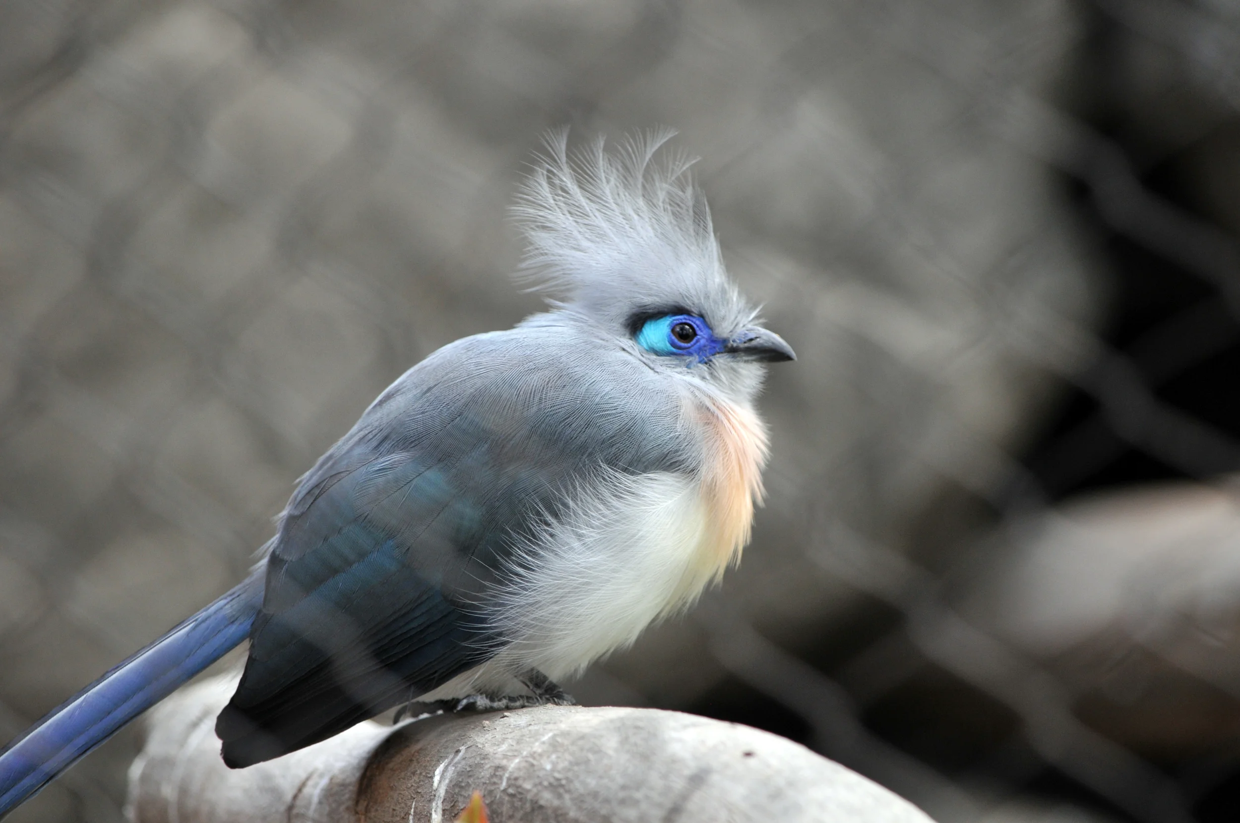Created Coua.jpg