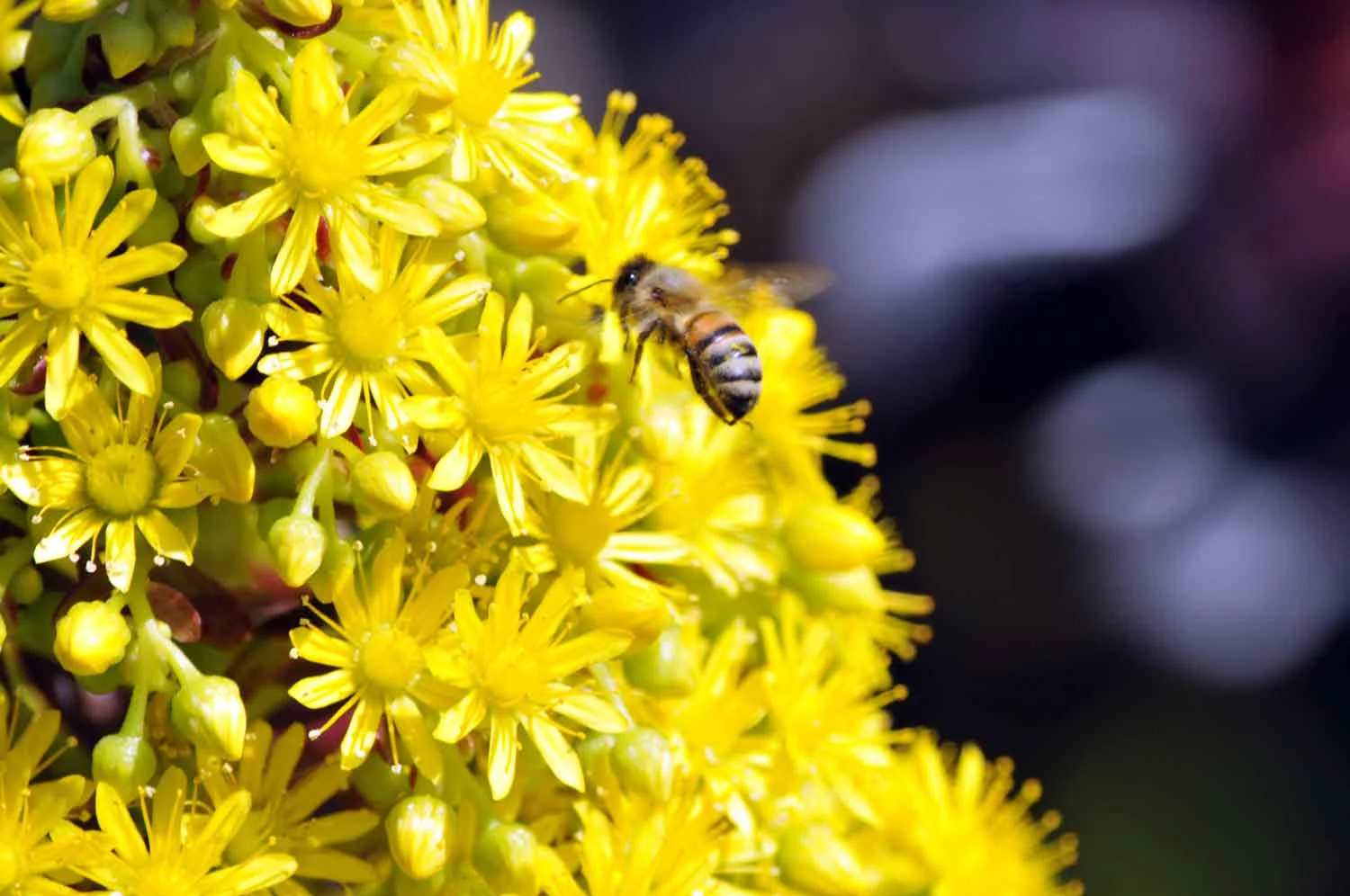 Bee3.jpg