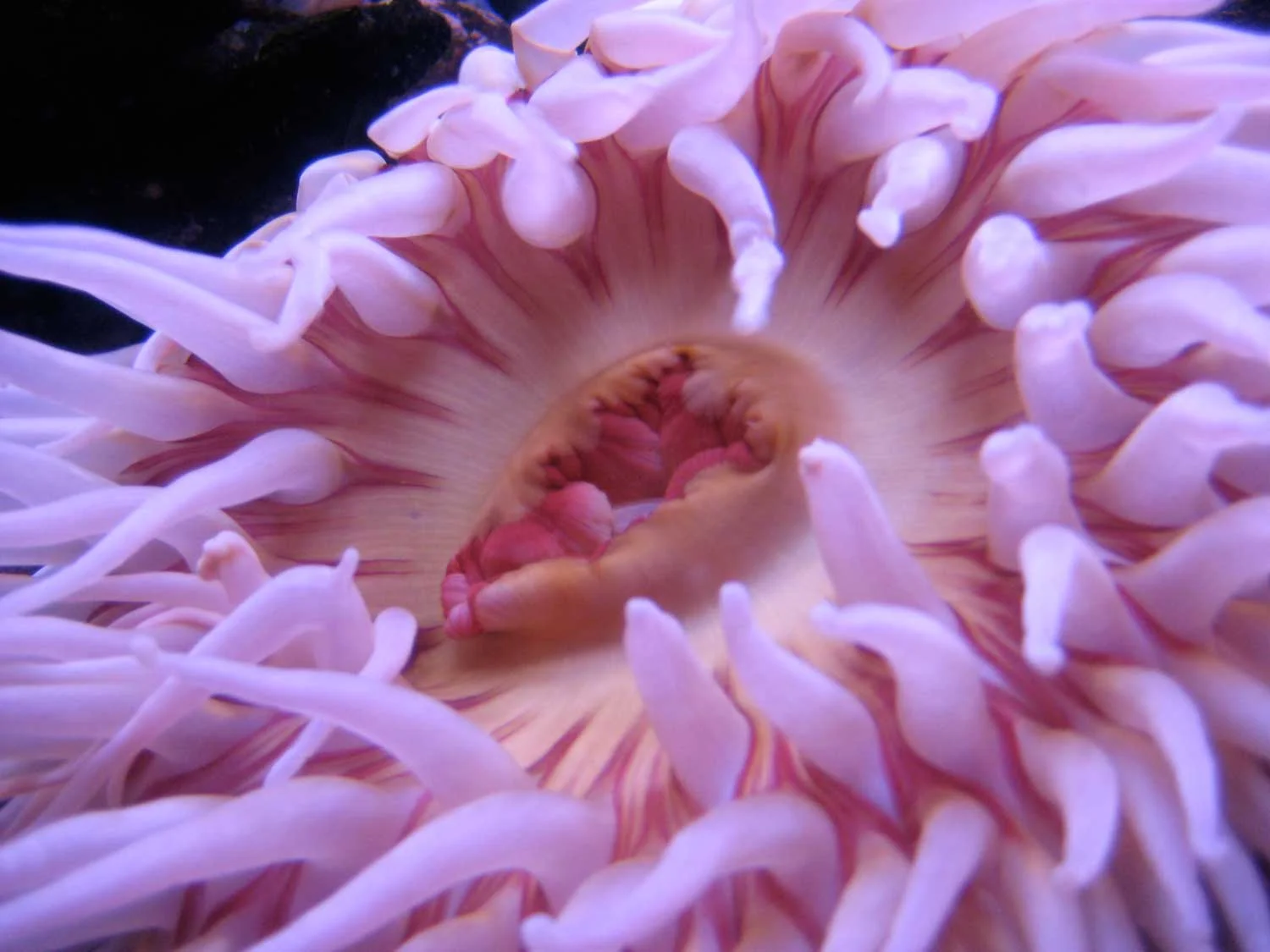 Bubble-tipped-SeaAnemone.jpg