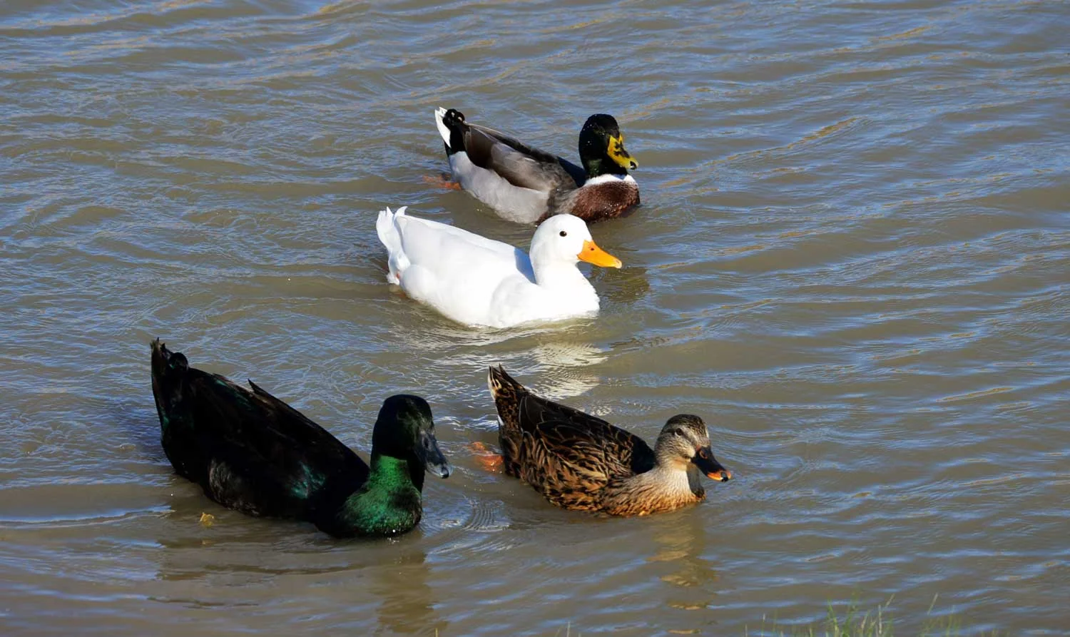 Cayuga-and-American-Pekin-Ducks.jpg