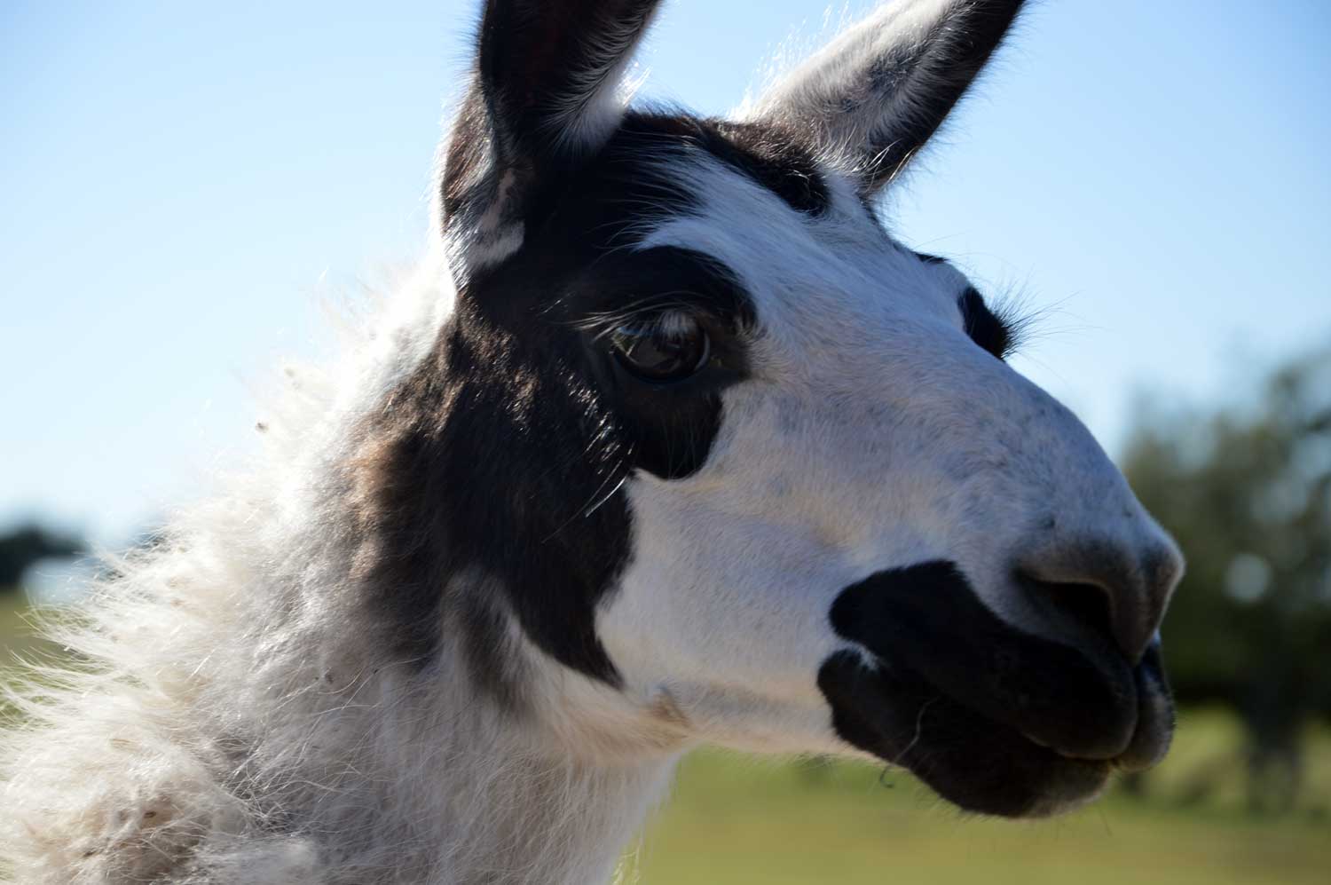 Llama1.jpg