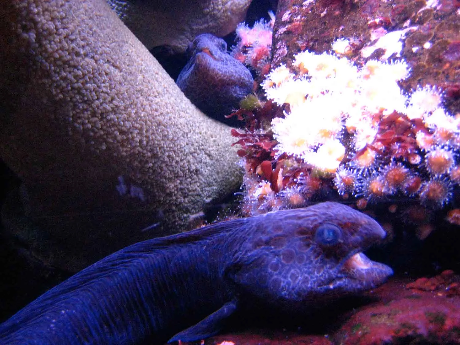 Wolf-Eel.jpg