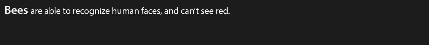 Bees.jpg