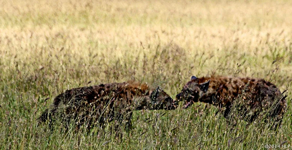 HYENAS 2.jpg