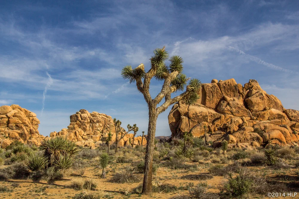 landscape joshua tree.jpg
