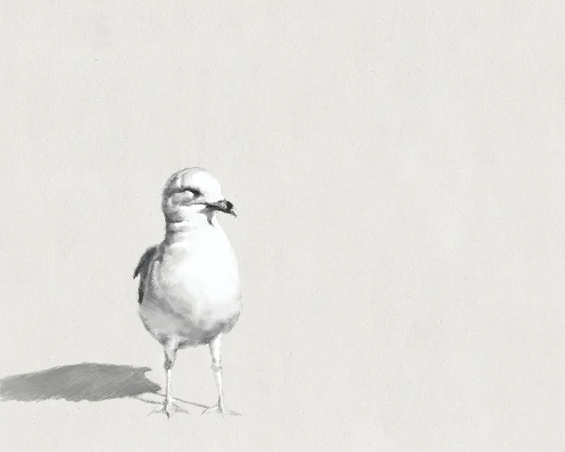 Gull2.jpg