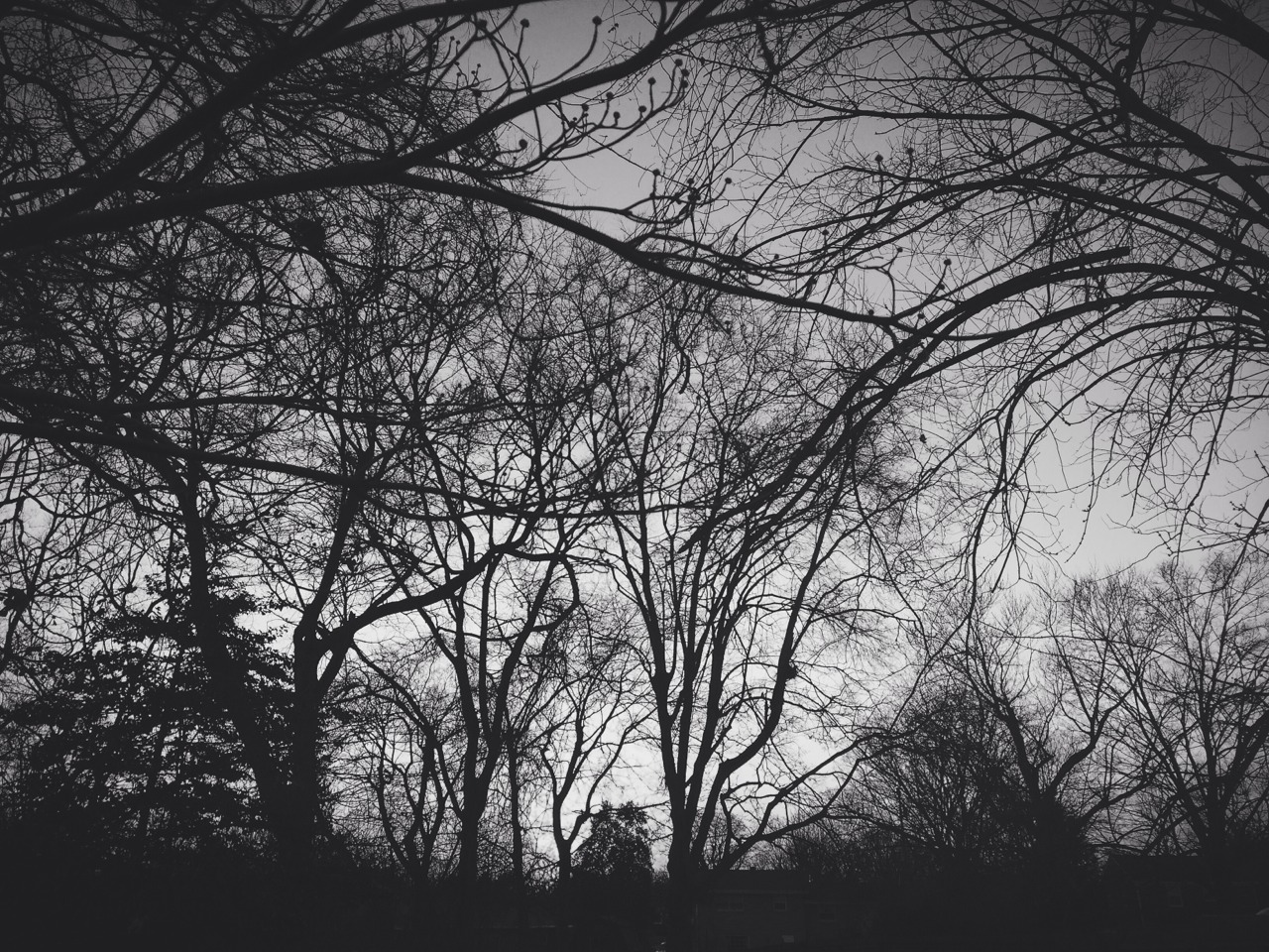 Backyard.jpg