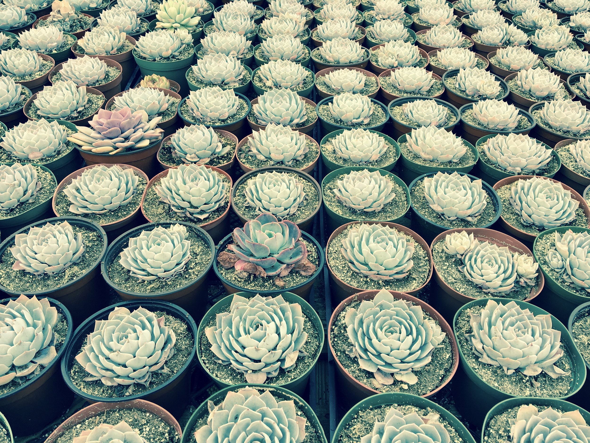 Succulent trance-inducing succulents at Serra Gardens in Fallbrook. 