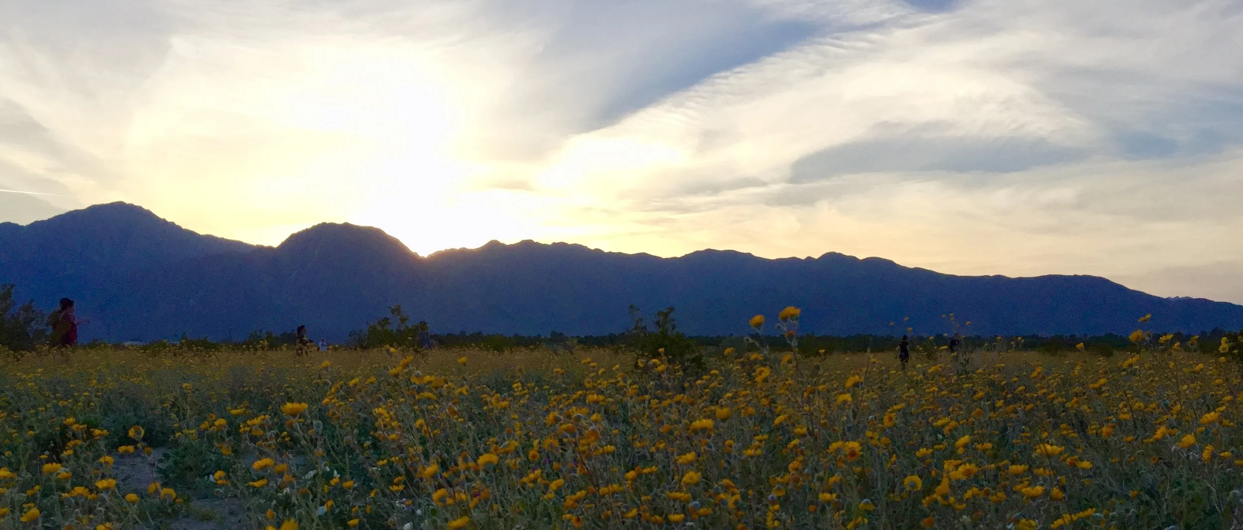 What the Super Bloom Can Teach You About Imposter Syndrome