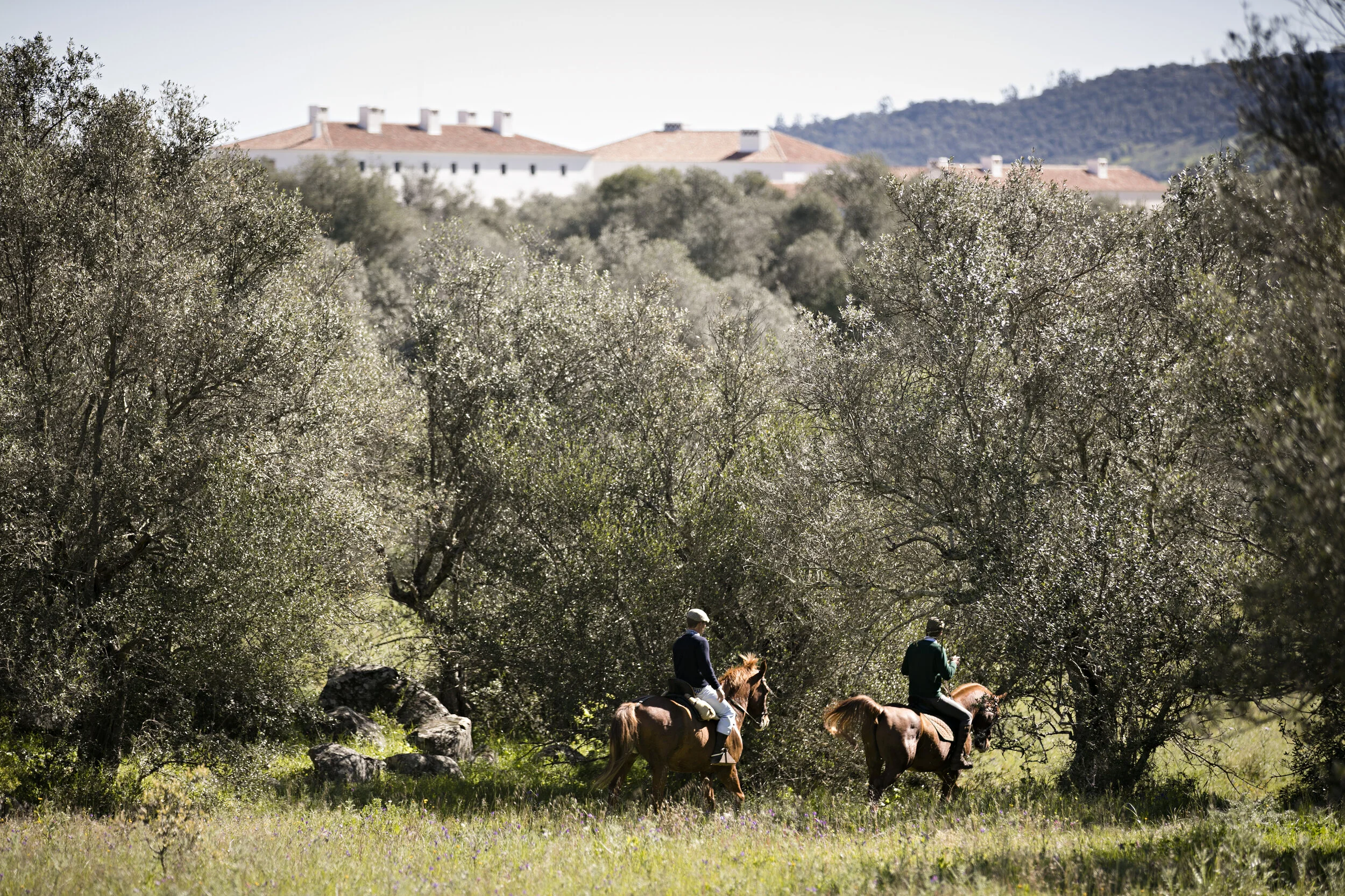 HORSES_010416_3596(©Nelson Garrido).jpg
