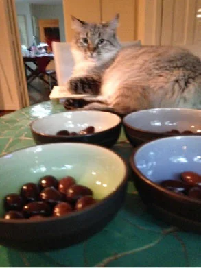 Leda enjoys taste tests too.