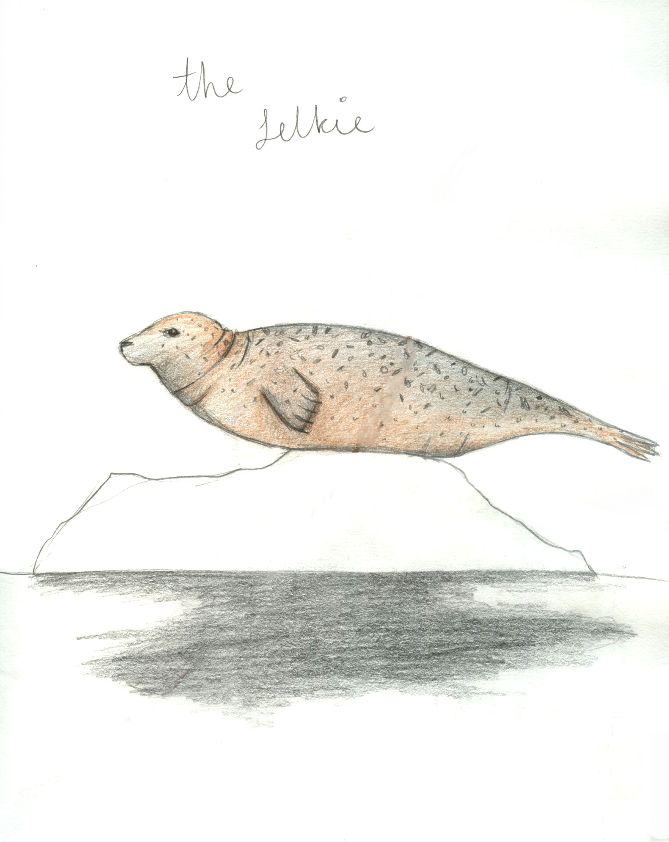 Seal or selkie?