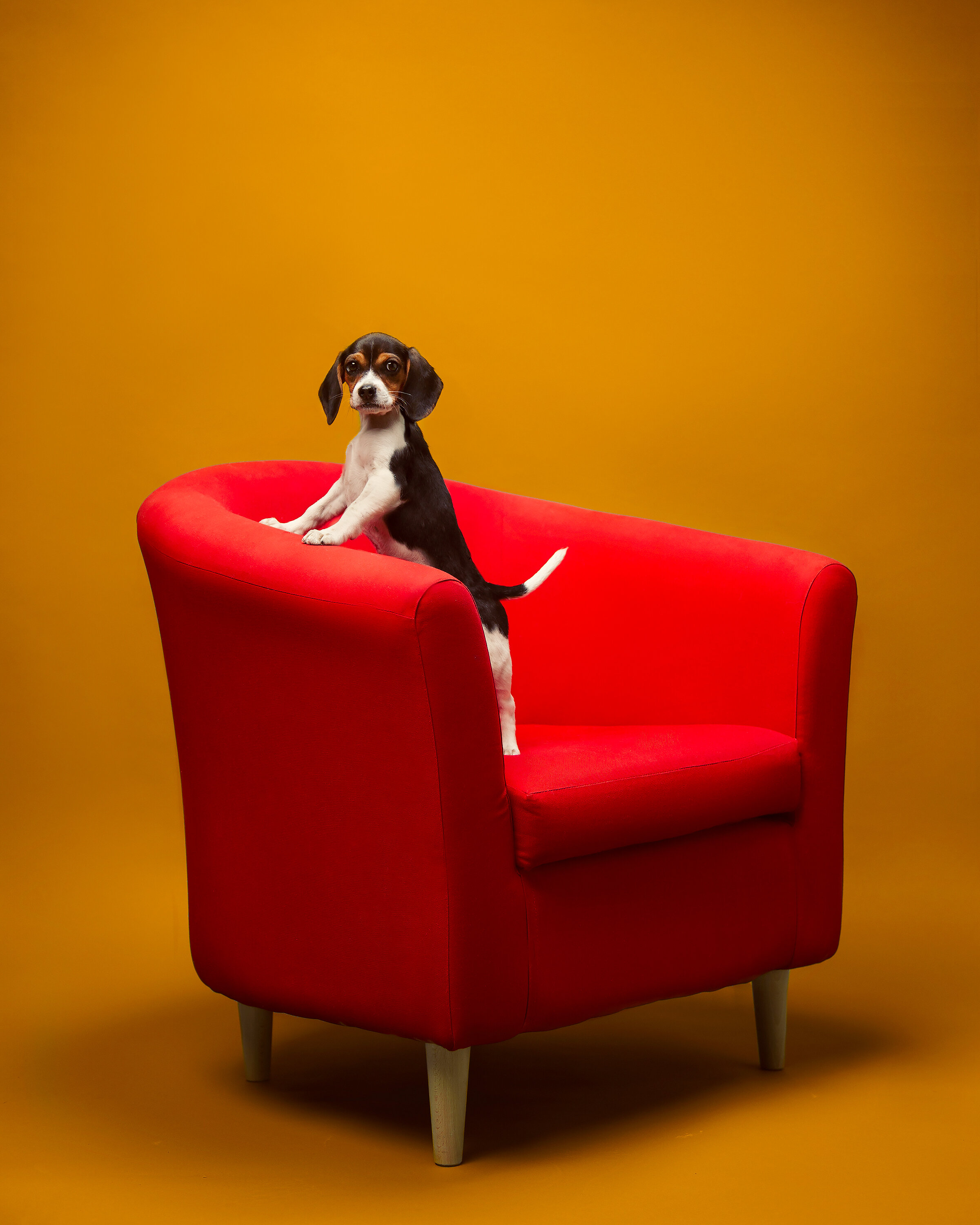puppy2.jpg