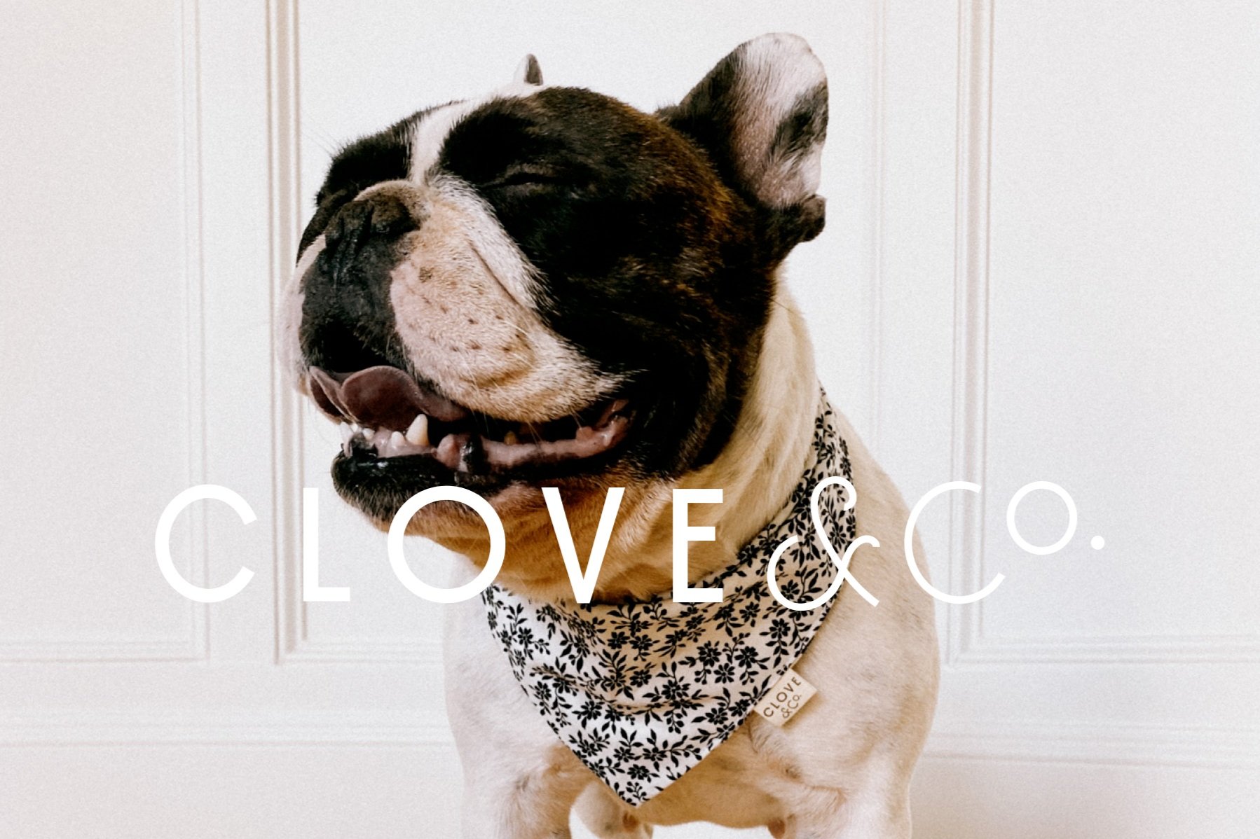 Clove & Co Intro.jpg