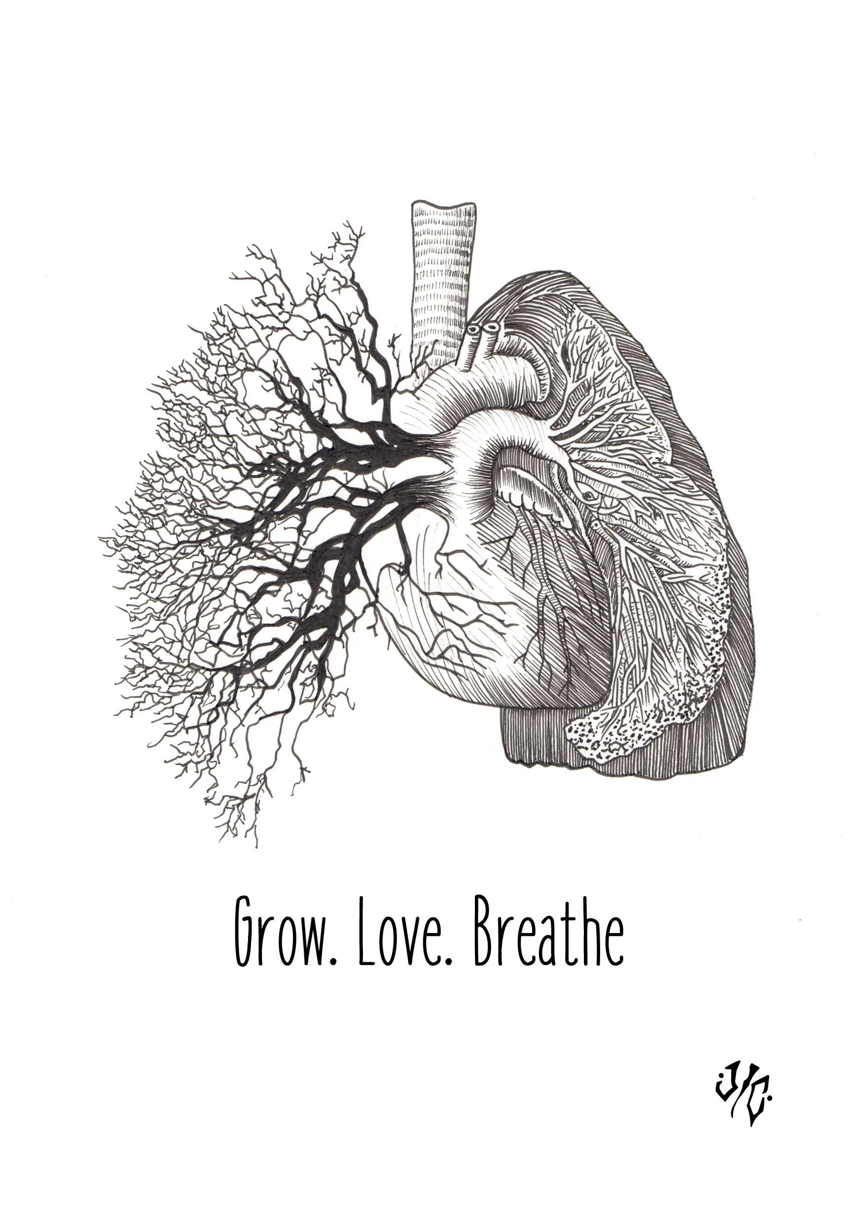 lungs.jpg