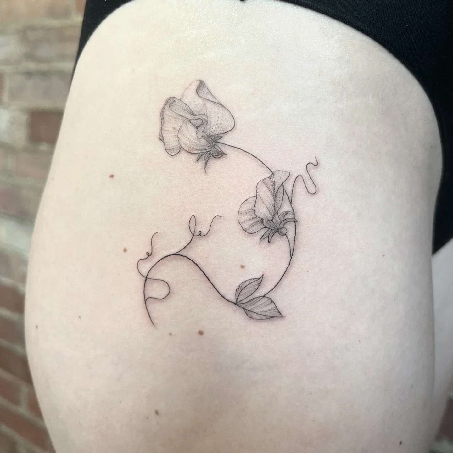 The Latin name for sweet pea is Lathyrus odoratus, which roughly translates to &ldquo;fragrant pea.&rdquo;
Thanks Joni 😊
&bull;
&bull;
&bull;
&bull;
&bull;
&bull;
#sweetpeatattoo #floraltattoos #jochastney #uktattooartists #finelinetattooartist  #de