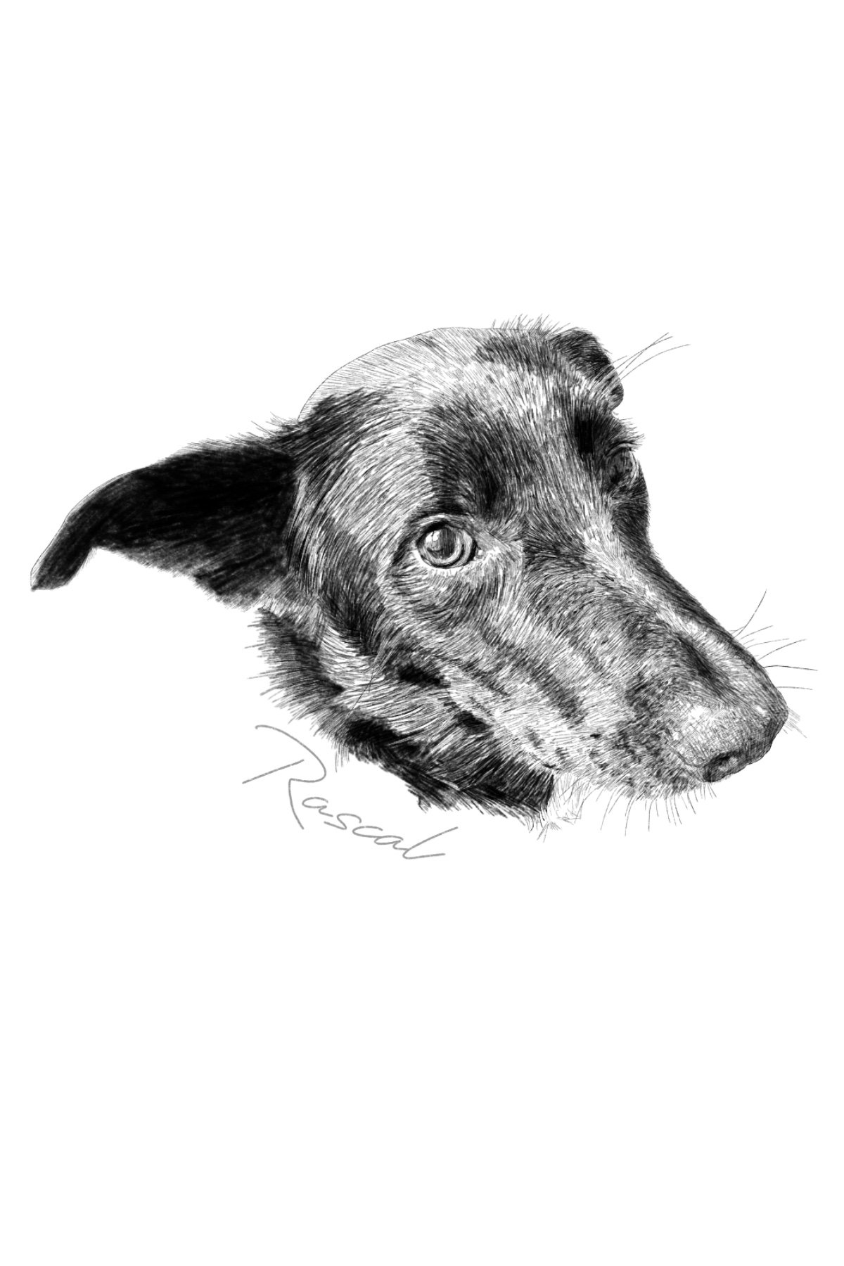 Rascal
