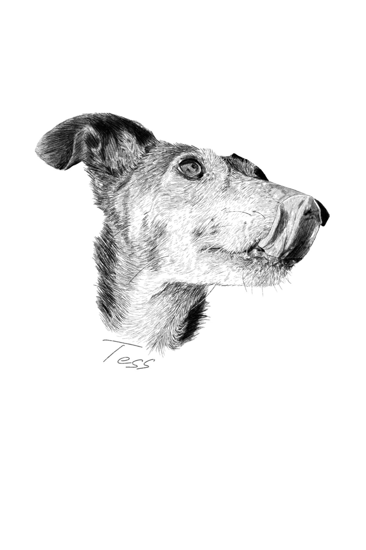 Tess