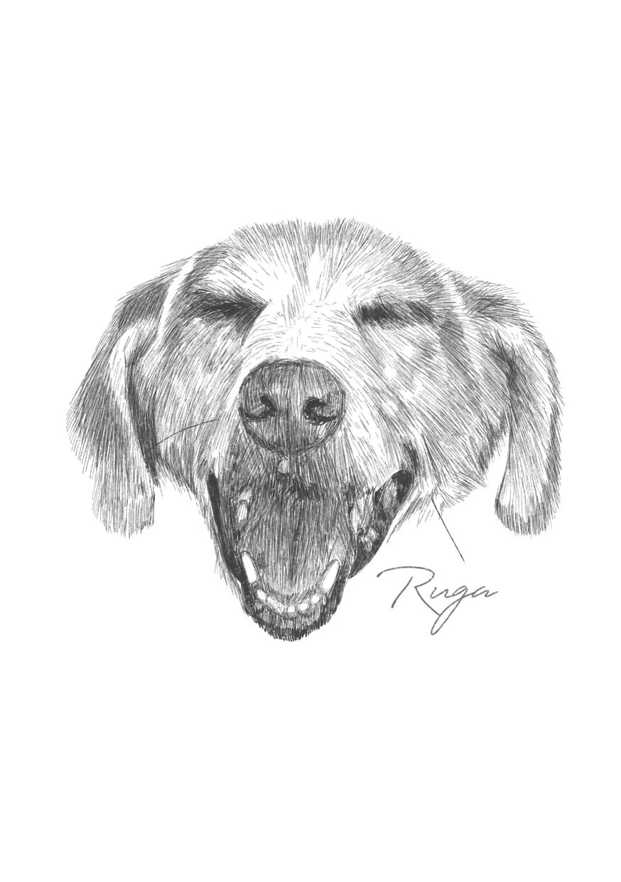  Custom dog portrait drawing by Jo Chastney. 