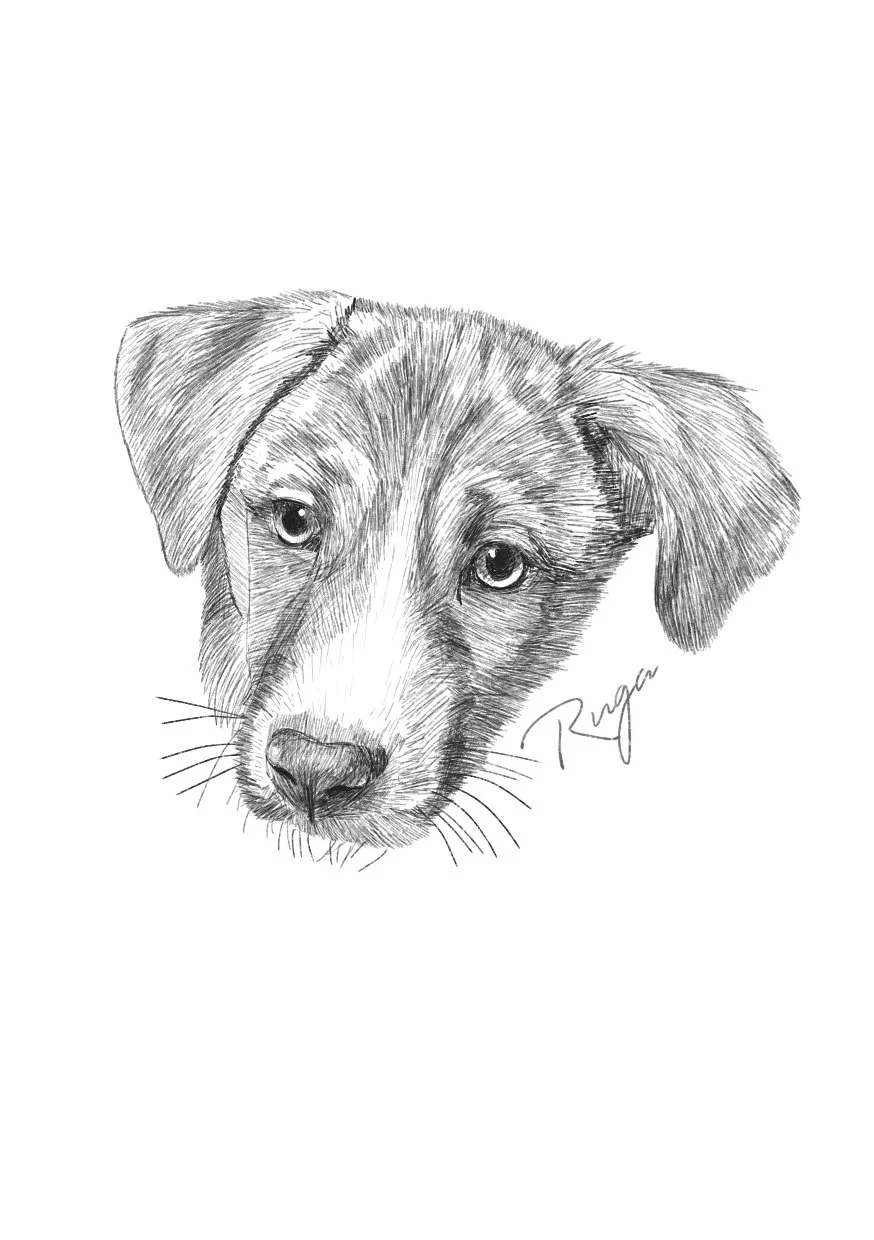  Custom dog portrait drawing by Jo Chastney. 