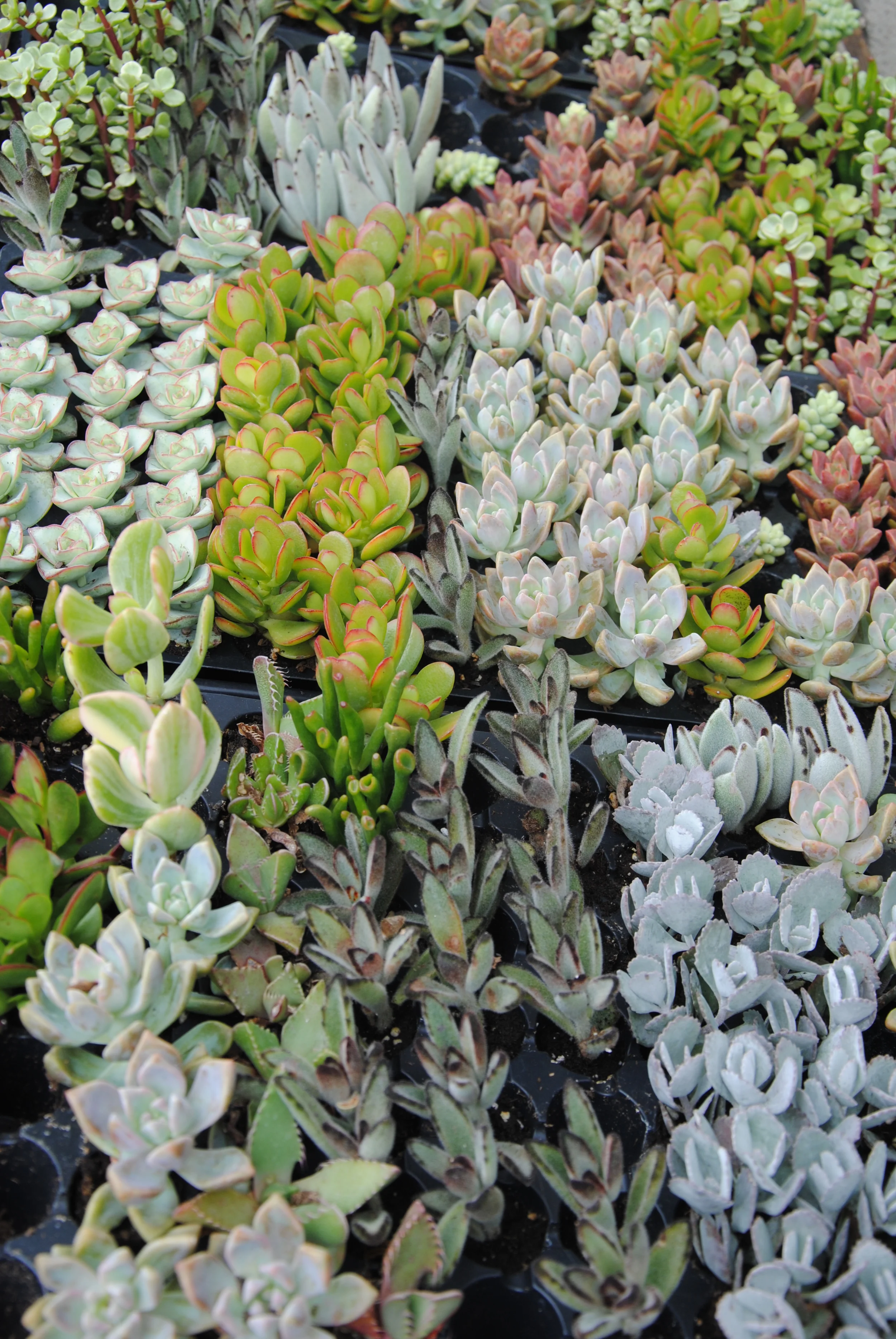 Succulents & Cacti